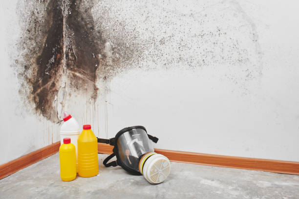 Professional Mold Remediation in Marbury, AL