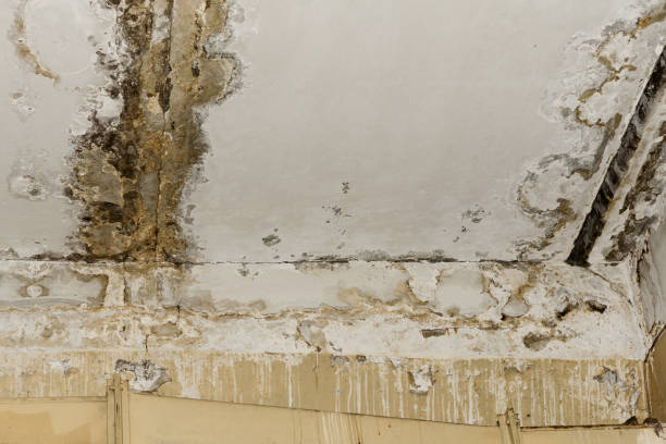 Why You Should Choose Our Mold Remediation Services in Marbury, AL